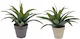 Zaros Plantă Artificială în Ghiveci Mic Aloe Green 25cm 1buc