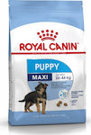 Royal Canin Maxi Puppy 10kg Ξηρά Τροφή για Κουτάβια Μεγαλόσωμων Φυλών με Ρύζι / Χοιρινό