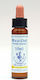 Healing Herbs Wild Oat Flower Essence in Drops 10ml