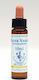 Healing Herbs Water Violet Ανθοΐαμα σε Σταγόνες για Χαλάρωση 10ml
