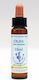 Healing Herbs Olive Ανθοΐαμα σε Σταγόνες 10ml