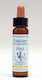 Healing Herbs Chicory Blütenessenzen in Drops 10ml