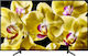 Sony Smart Τηλεόραση 65" 4K UHD LED KD-65XG8096 HDR (2019) KD65XG8096BAEP