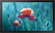 Samsung QB13R Digitale Anzeigetafel E-LED Anzeigen 4K UHD 13"