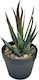 HOMie Artificial Plant in Small Pot Cactus 1pcs