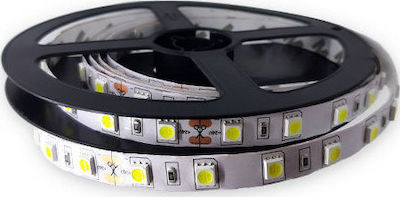 Eurolamp LED Streifen Versorgung 24V mit Warmes Weiß Licht Länge 5m und 60 LED pro Meter SMD5050