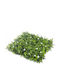 Showood Artificial Foliage Panel Boxwood 50x50cm