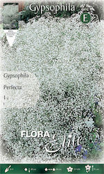 Gemma Gypsophila Semințe Gypsophila Alb