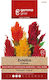 Gemma Samen Celosia Mehrfarbig 0.6gr/780Stück