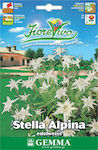 Gemma Seeds Edelweiss 0.5gr/800pcs White