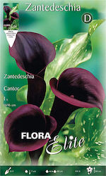 Gemma Calla Seeds Calla 15970