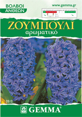 Gemma Bulbi Hyacinthus 2buc Albastru