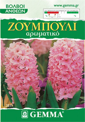 Gemma Bulbi Hyacinthus 2buc Magazin online