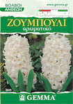 Gemma Bulbs Hyacinthus 2pcs White