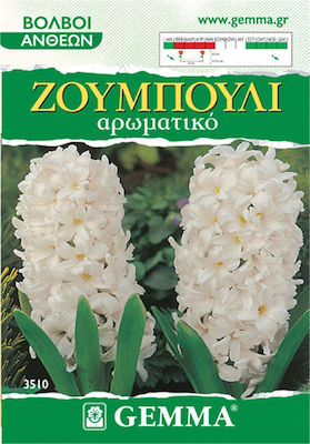 Gemma Bulbs Hyacinthus 2pcs White