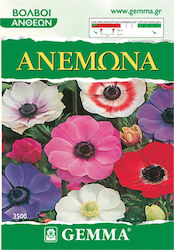 Gemma Bulbi Anemone 7buc Colorat