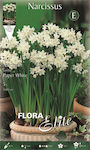 Gemma Bulbs Narcissus 5pcs