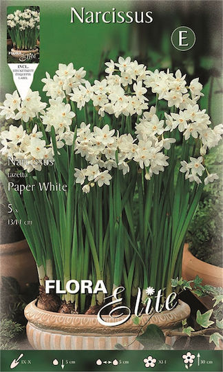 Gemma Bulbs Narcissus 5pcs