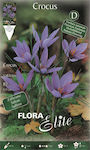 Gemma Crocus Bulbs 10pcs