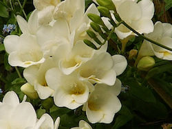 Gemma Bulb Freesia Double White