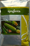 Syngenta Seeds Pumpkinς Zucchini 1000pcs