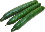 Syngenta Seeds Cucumber 100pcs