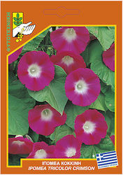 Γενική Φυτοτεχνική Αθηνών Seeds Ipomoea Purple