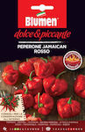 Blumen Πιπεριά Jamaican Rosso