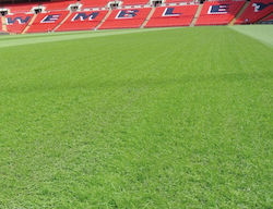 Seed Wembley Endurance Grass Seed