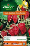 Vilmorin Seeds Strawberryς