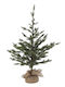 Christmas Tree 90cm in Pot