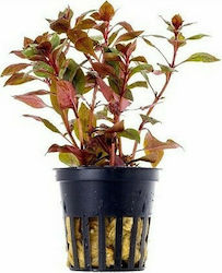 AQUAFLORA Ludwigia sp. Mini Super Red Pot