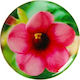 Pop Socket Hibiscus