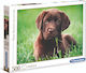 Chocolate Puppy Puzzle 2D 500pcs 35072