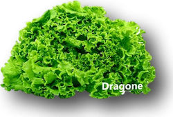 Batavia Dragone press lettuce | can 5000 pills