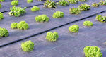 Hafaco Agro Textile Ground Cover 3x100m