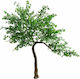 Supergreens Τεχνητό Δέντρο Εξωτερικού Χώρου Φίκος Πράσινο 310cm