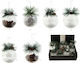 Interior Decoration Pine Cone Ball Plastic 8cm Various Designs or Colors