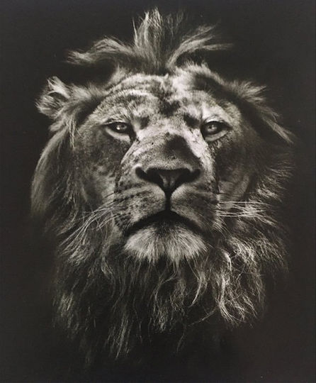 Anartisi Rolete Geam Semi-Blackout Lion P100xY100cm E404 Culoare Negru