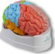Erler Zimmer Manechin De Antrenament Medical Craniu/Cap