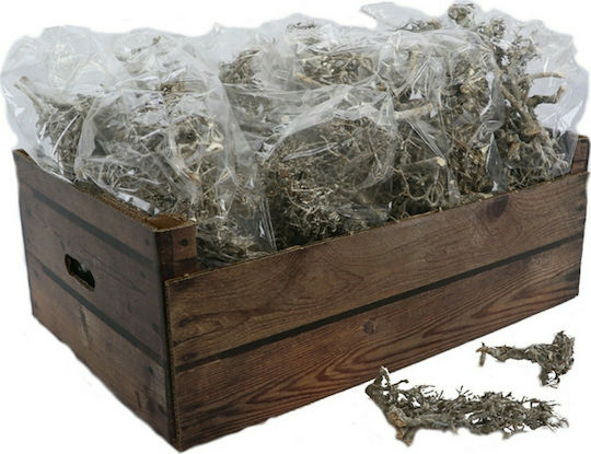 InTheBox Χριστουγεννιάτικο Διακοσμητικό Λουλούδι Πράσινο
