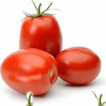 Industrial Tomato Seed RIO GRANDE - (SEKOVE) 100gr (about 5 acres)
