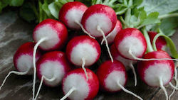 Semințe de ridiche bicoloră rotundă roșie-albă 7gr