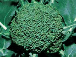 Μπροκολο Υβριδιο πιστοποιημένη ποικιλία Green Garden I (100 σπόροι) Πρώιμο υβρίδιο 85-90 ημερών Μεγάλο και δυνατό φυτό με όρθια φύλλα με λίγα παραπούλια Χρώμα κεφαλής σκούρο πράσινο Σχήμα σφαιρικό Βάρος 450g