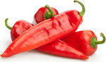 Seed Florina pepper, red 10gr- Great production and uniformity of fruit (30-40 gr/ha)