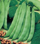 Seed Bean Sitting Bean Zargana 100gr -Green and broad.Tender with a length of 18-22cm. Very productive and tasty