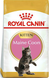 Royal Canin Maine Coon Kitten 10kg