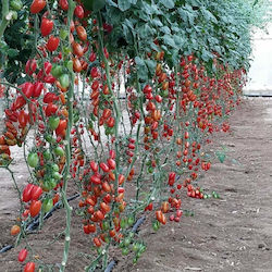 Semințe de tomate Cerise 8g