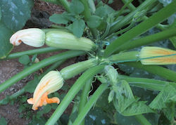Agrotikos Oikos Spyrou Samen Kürbisς Zucchini Panthir