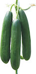 Αγροτικός Οίκος Σπύρου Nobile F1 Seeds Cucumber 100pcs